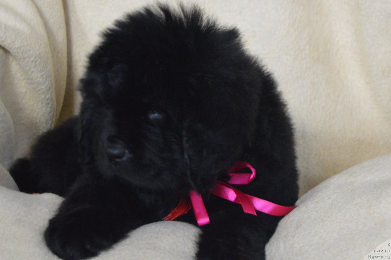 Фотография № 217018