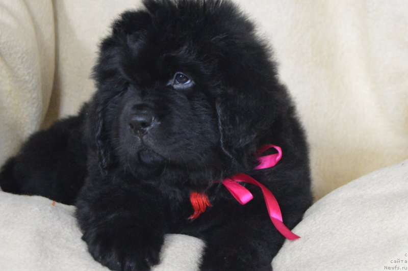 Фото: ньюфаундленд Черный Балу Ландграфт