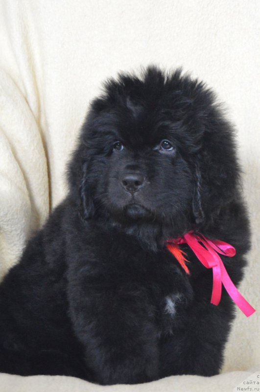 Фото: ньюфаундленд Черный Балу Ландграфт