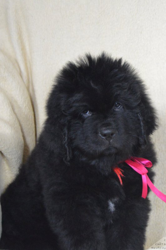 Фото: ньюфаундленд Черный Балу Ландграфт