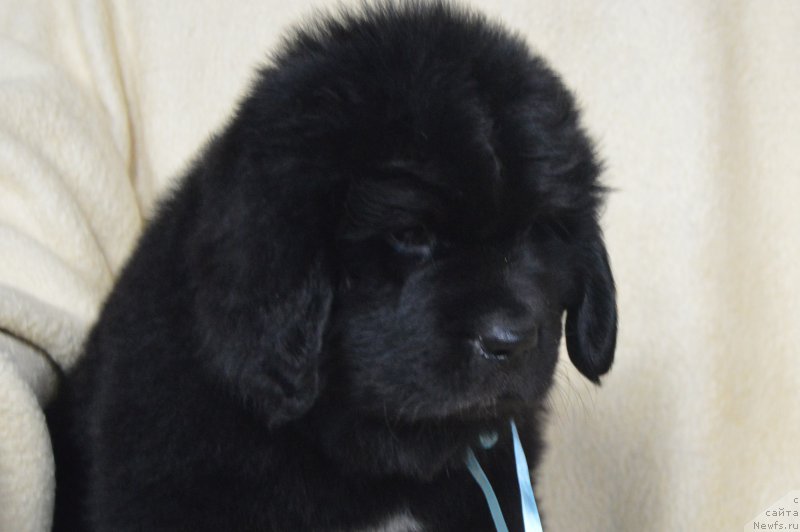 Фотография № 217024