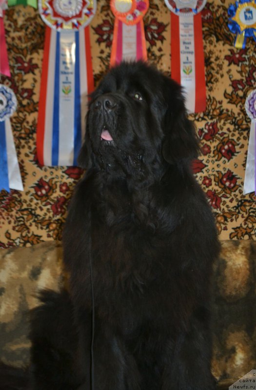 Фото: ньюфаундленд Назар Вятский Медведь (Nazar Vyatskiy Medved)