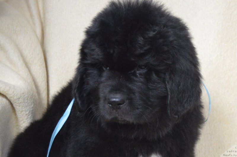 Фото: ньюфаундленд Черный Балу Лендлорд