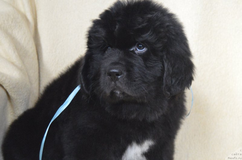 Фото: ньюфаундленд Черный Балу Лендлорд