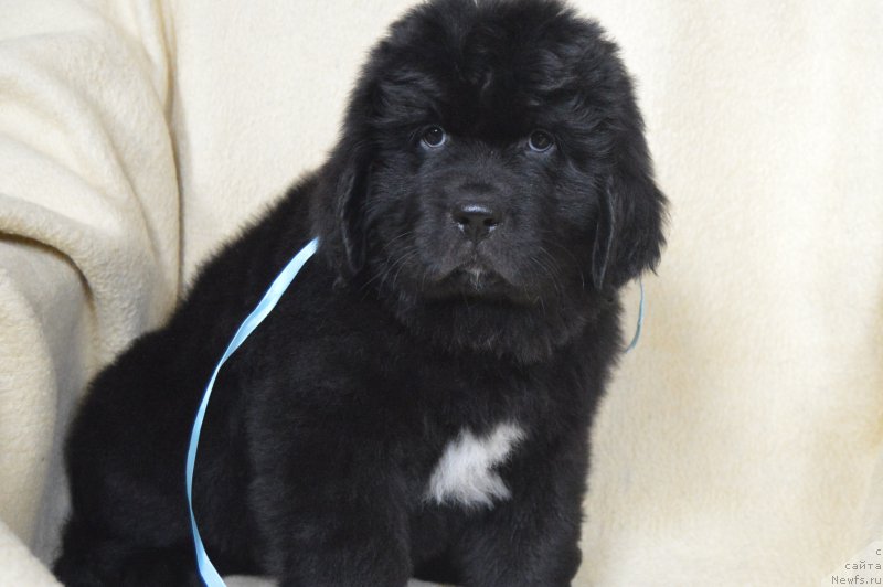 Фото: ньюфаундленд Черный Балу Лендлорд