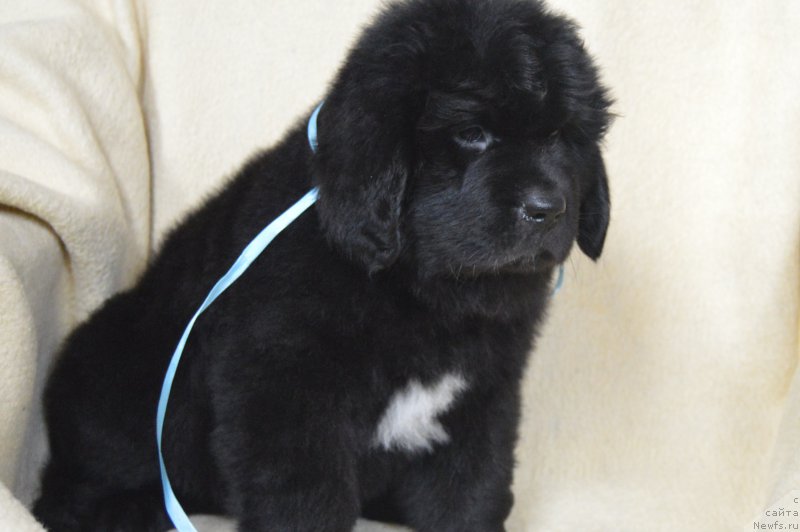 Фото: ньюфаундленд Черный Балу Лендлорд