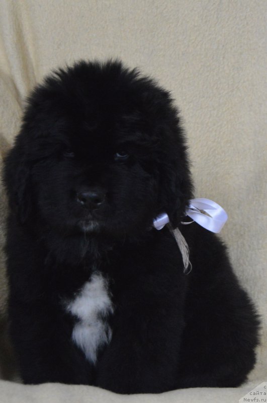 Фотография № 217033