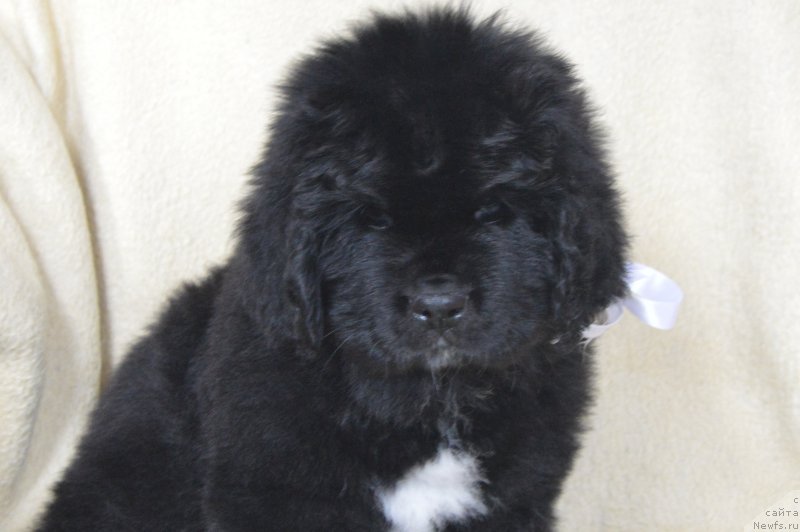 Фотография № 217034