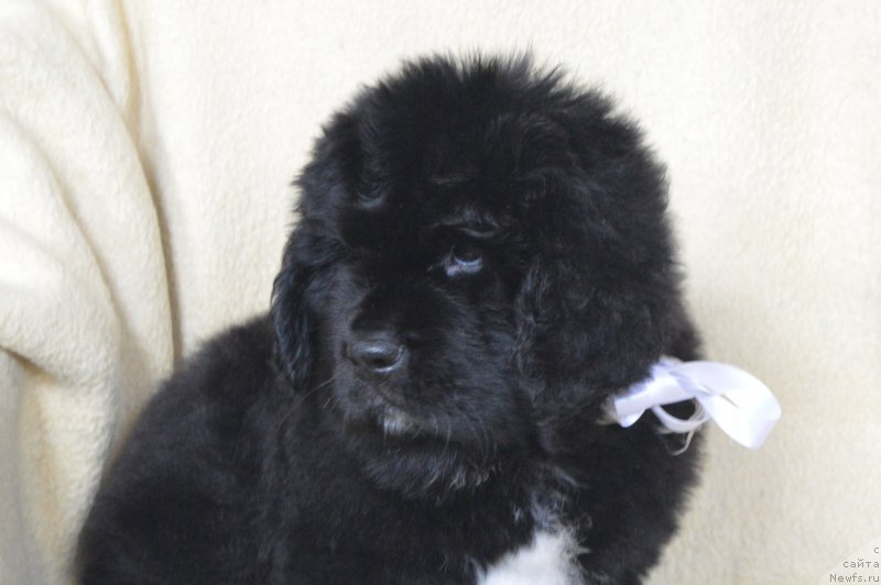 Фотография № 217035