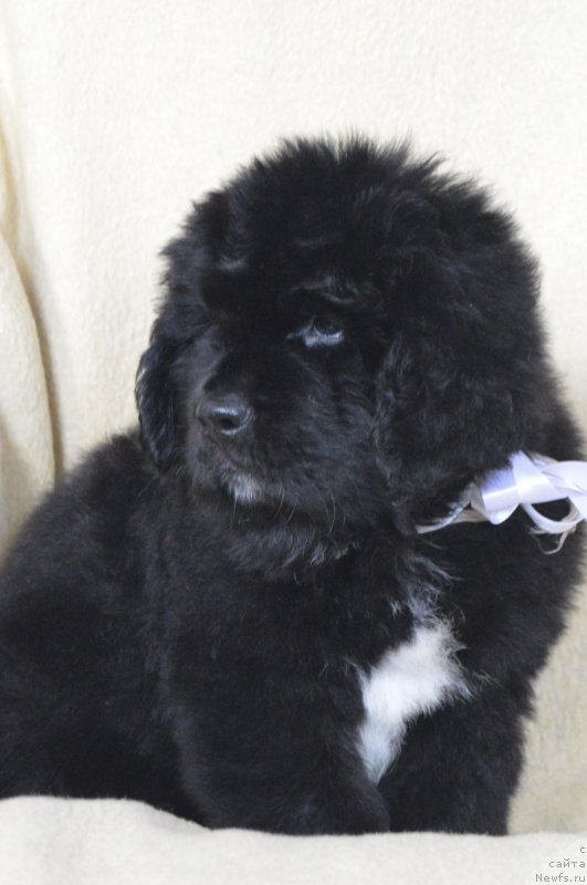 Фото: ньюфаундленд Черный Балу Лорд-Канцлер (Cherniy Balu Lord-Kantsler)