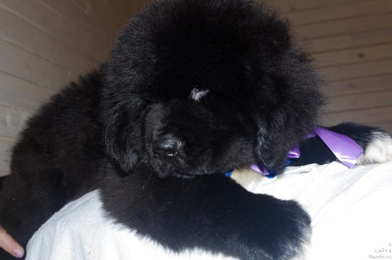 Фото: ньюфаундленд Май Френд Ньюфи Л'Артизан Мун