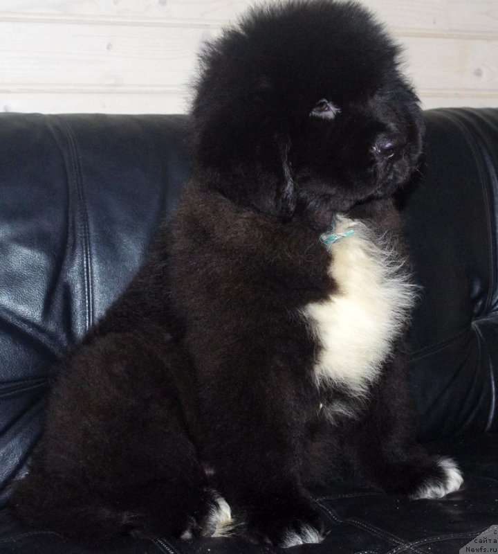 Фото: ньюфаундленд Май Френд Ньюфи Л'Артизан Мун