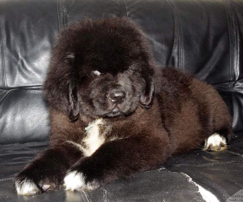 Фото: ньюфаундленд Май Френд Ньюфи Л'Артизан Мун