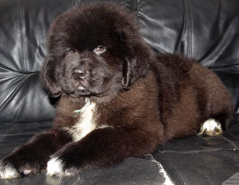 Фото: ньюфаундленд Май Френд Ньюфи Л'Артизан Мун