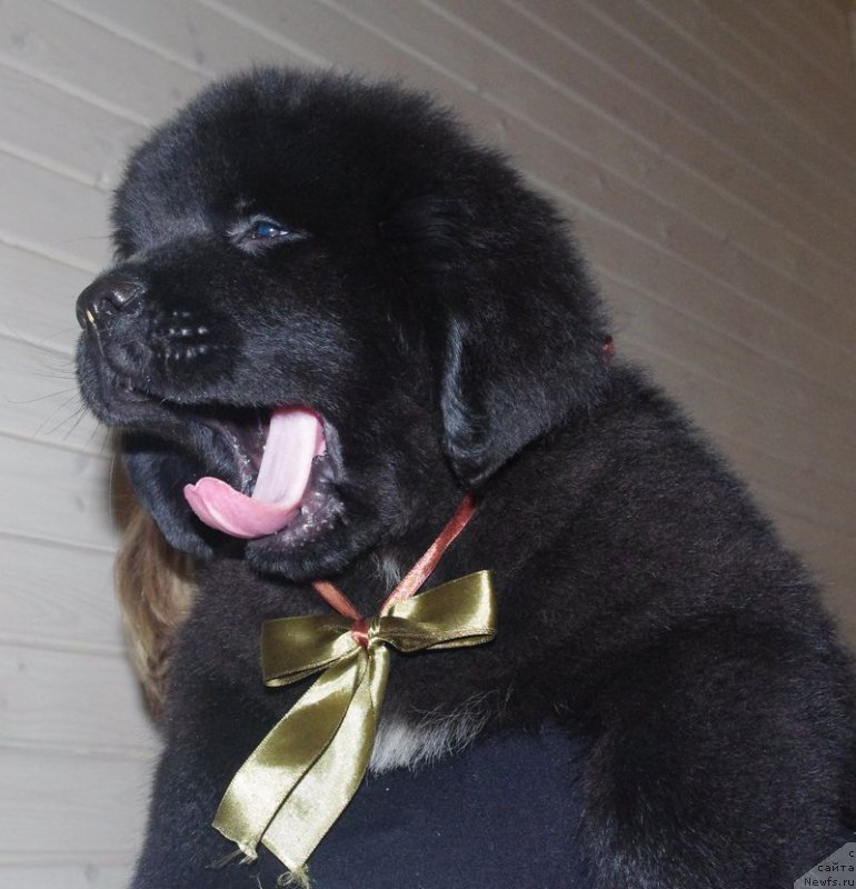 Фото: ньюфаундленд Май Френд Ньюфи Лайт Май Фаэ