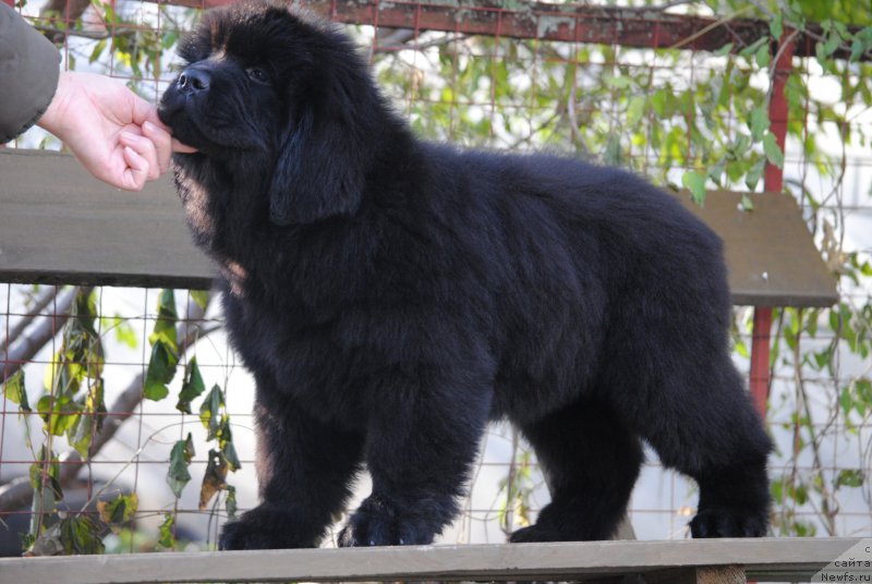 Фото: ньюфаундленд Моя Стихия Настасья Краса (Moya Stikhiya Nastasya Krasa)