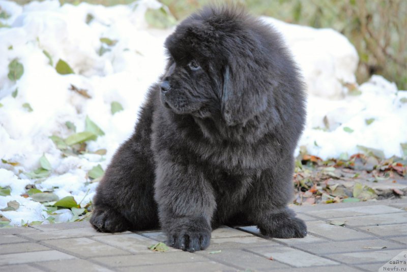 Фото: ньюфаундленд Моя Стихия Настасья Краса (Moya Stikhiya Nastasya Krasa)