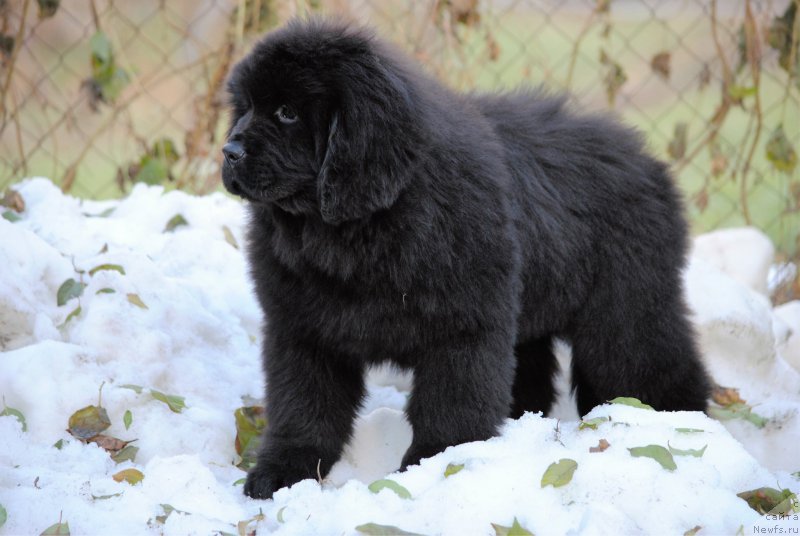 Фото: ньюфаундленд Моя Стихия Настасья Краса (Moya Stikhiya Nastasya Krasa)