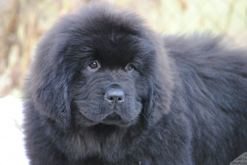 Фото: ньюфаундленд Моя Стихия Настасья Краса (Moya Stikhiya Nastasya Krasa)