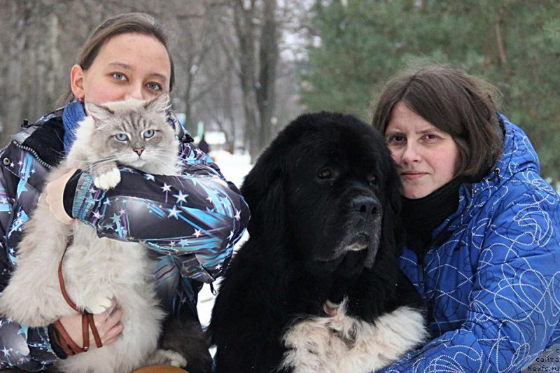 Фото: ньюфаундленд Старбимовлав Гардемарин, Алла Тузкова, Катерина, Пухочка