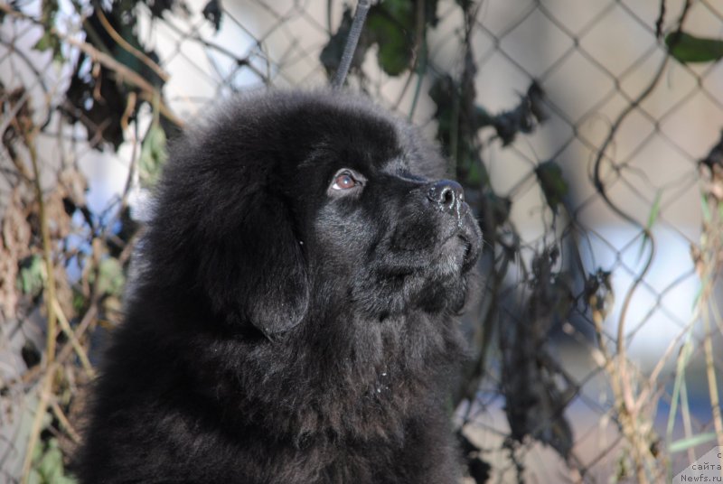 Фото: ньюфаундленд Моя Стихия Мисс Пиджи