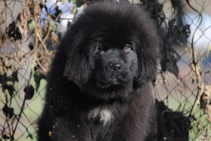 Фото: ньюфаундленд Моя Стихия Мисс Пиджи