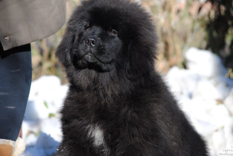 Фото: ньюфаундленд Моя Стихия Мисс Пиджи