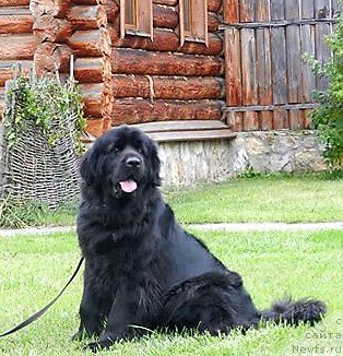 Фотография № 217062