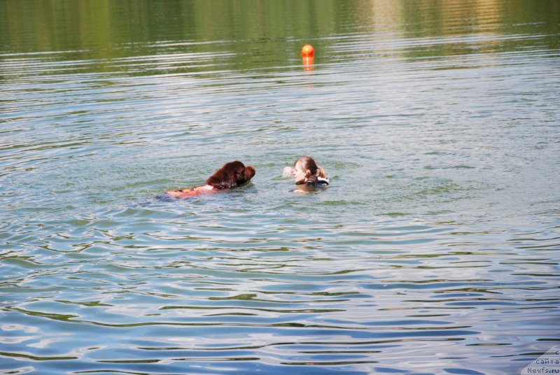 Фото: ньюфаундленд Чарли Де Бест Хелфи Пэл (Charli The Best Helfi Pel), Анастасия Киреева