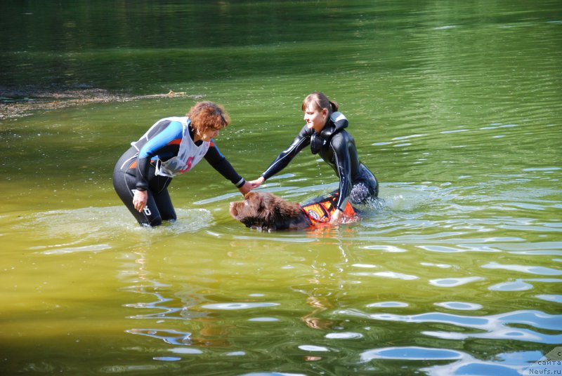 Фото: ньюфаундленд Чарли Де Бест Хелфи Пэл (Charli The Best Helfi Pel), Елена Шмелева, Анастасия Киреева