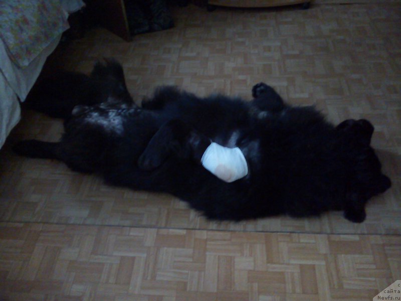 Фото: ньюфаундленд Преданный Друг