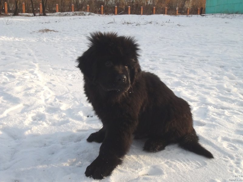 Фото: ньюфаундленд С'Нежная Вьюга Ван Гилс Классик (S'Nezhnaya Vjuga Van Gils Classik)