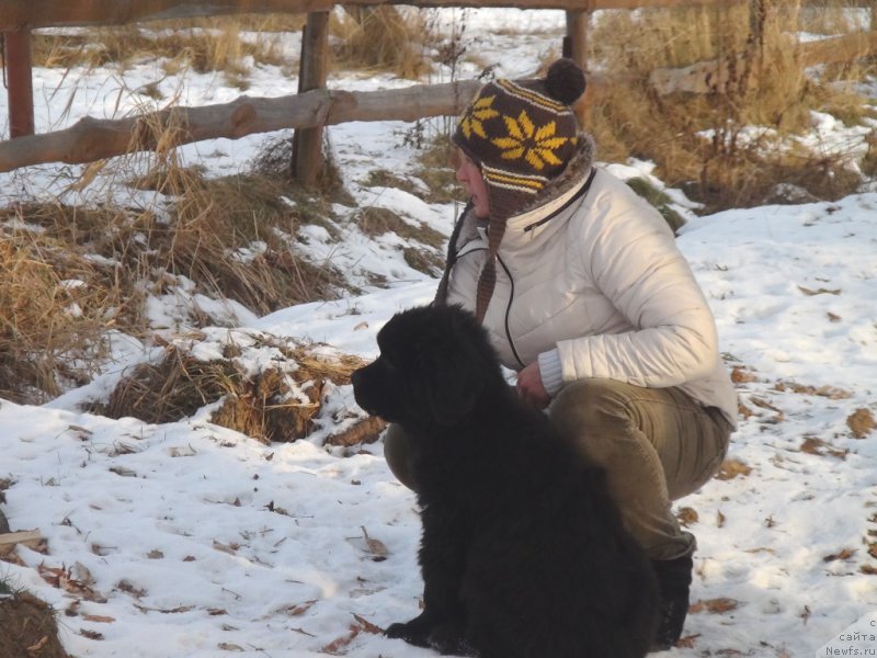 Фото: ньюфаундленд С'Нежная Вьюга Ван Гилс Классик (S'Nezhnaya Vjuga Van Gils Classik), Лиля