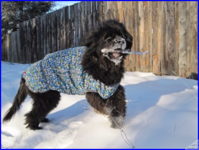 Фото: ньюфаундленд Беретта