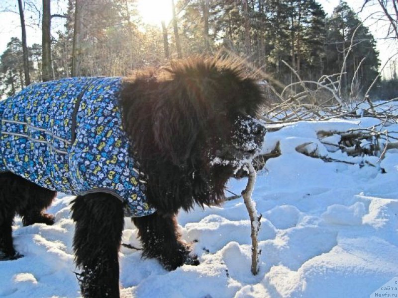 Фото: ньюфаундленд Беретта