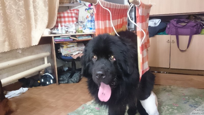 Фото: ньюфаундленд Преданный Друг