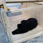 Фото: ньюфаундленд Стинг Вандерфул Синди