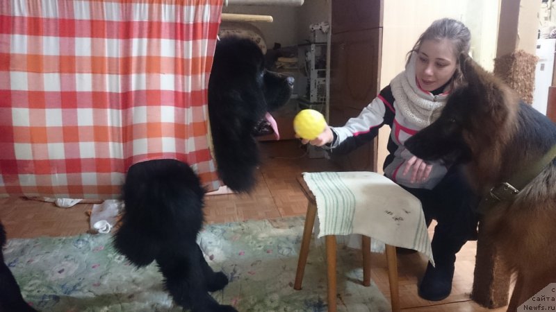 Фото: ньюфаундленд Преданный Друг