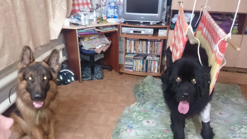 Фото: ньюфаундленд Преданный Друг