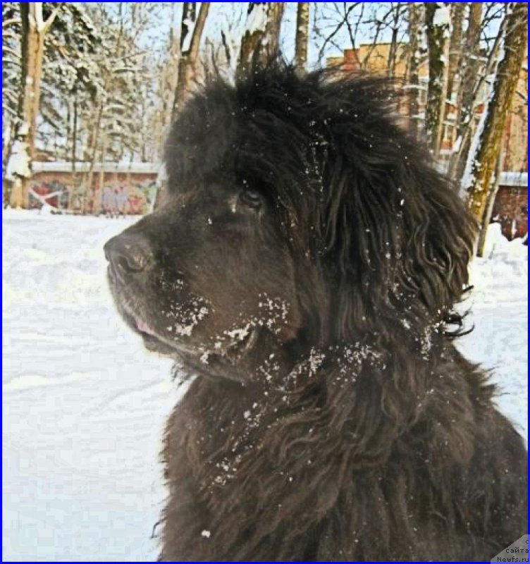 Фото: ньюфаундленд Беретта