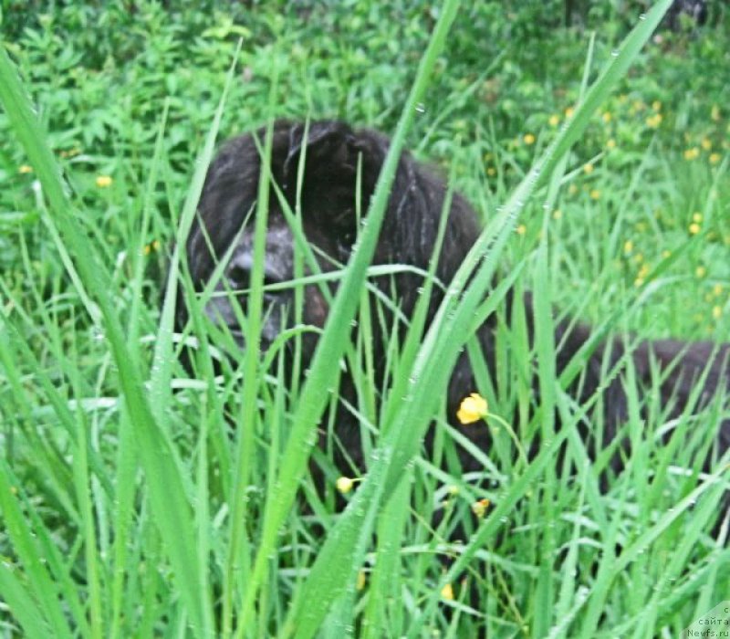 Фото: ньюфаундленд Беретта