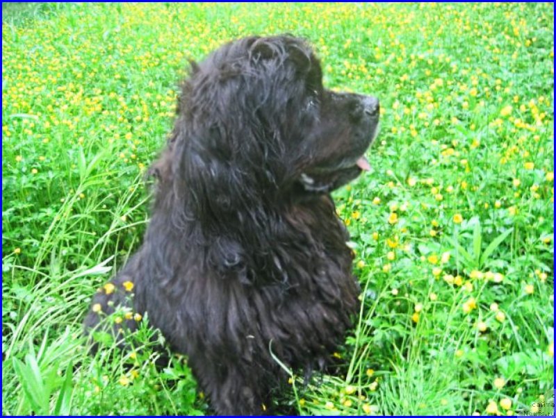 Фото: ньюфаундленд Беретта