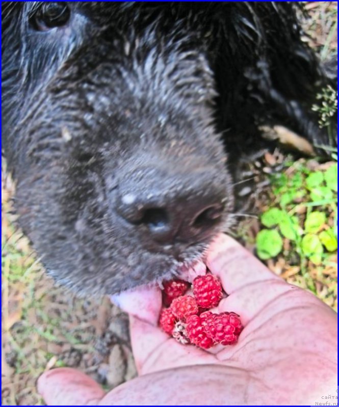 Фото: ньюфаундленд Беретта