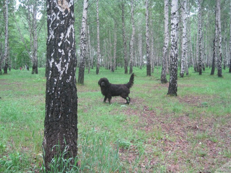 Фото: ньюфаундленд Беретта