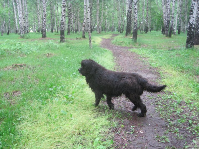 Фото: ньюфаундленд Беретта