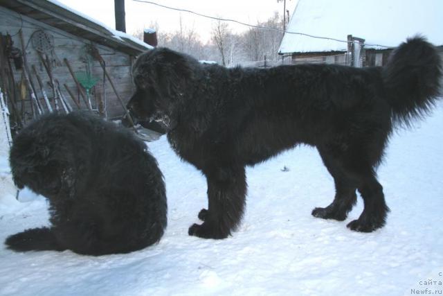 Фото: ньюфаундленд Укротительница Стихий, ньюфаундленд Drive Me Crazy of Apachee's Home