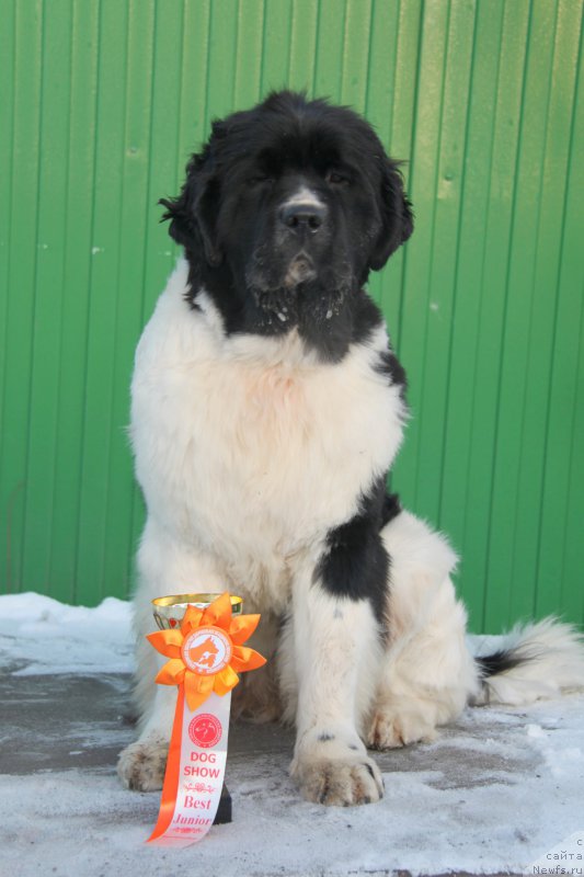 Фото: ньюфаундленд Аквиан Сонг Розмари (Akvian Song Rosemary)