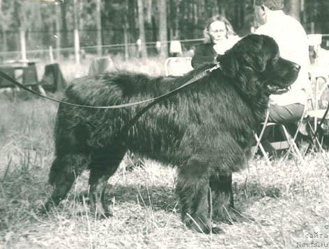 Фото: ньюфаундленд Геур (Geur)