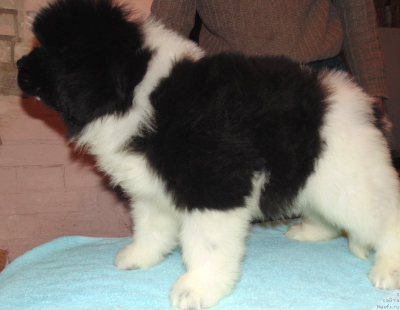 Фото: ньюфаундленд Водограй от Карельских Медведей