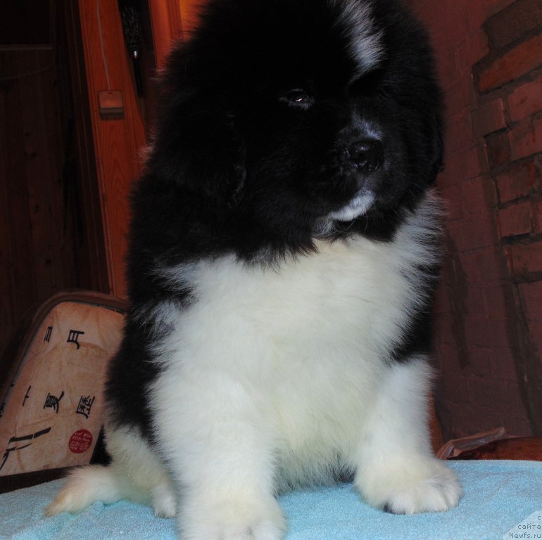 Фото: ньюфаундленд Водограй от Карельских Медведей